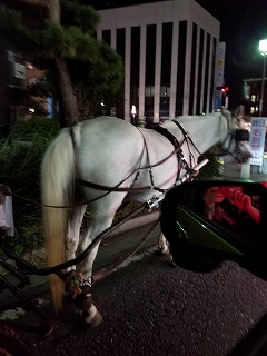 鎌倉のお馬さん